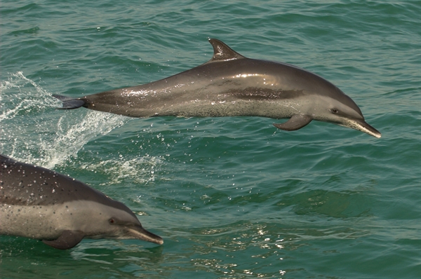 Video Shows Dramatic Dolphin Rescue By Bangladeshi Fishermen > Newsroom